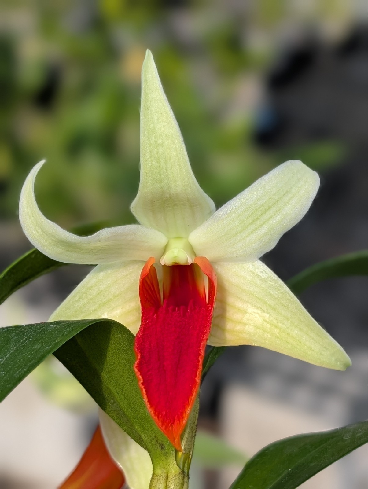 Den. Jiaho Delight ‘Red Lips’ | 3″ pot | BS not in bloom