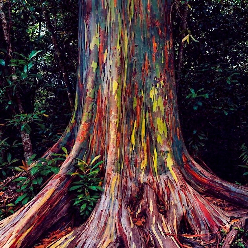 50 Rainbow Eucalyptus deglupta Tree Seeds Fast Tropical Indonesian Mindanao Gum