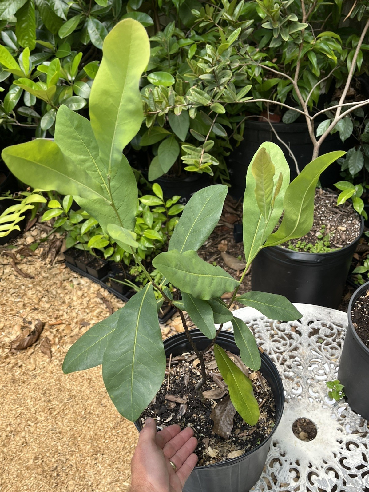 Duguetia phaeoclados INSANELY RARE 5 Year Old Plant in a 3 gal pot