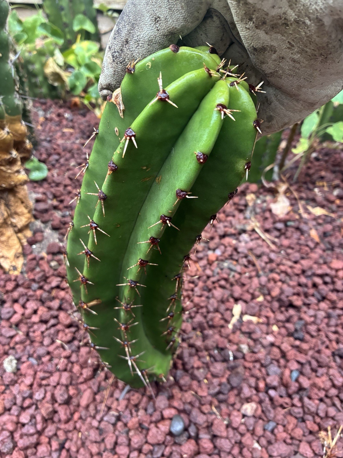 Stenocereus Queretaroensis Cactus Cutting