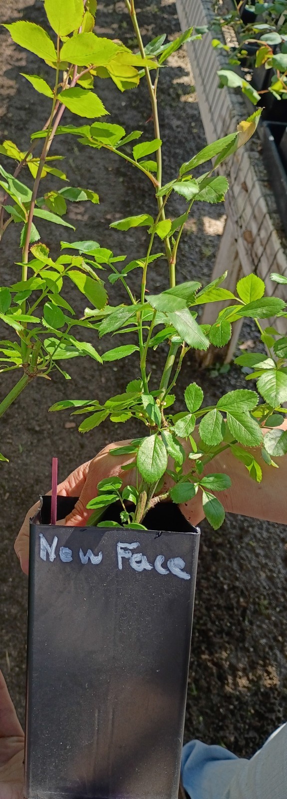 New Face Live Rose Plant Shrub Rose 6″ Container Reblooming Own- Root Vigerous