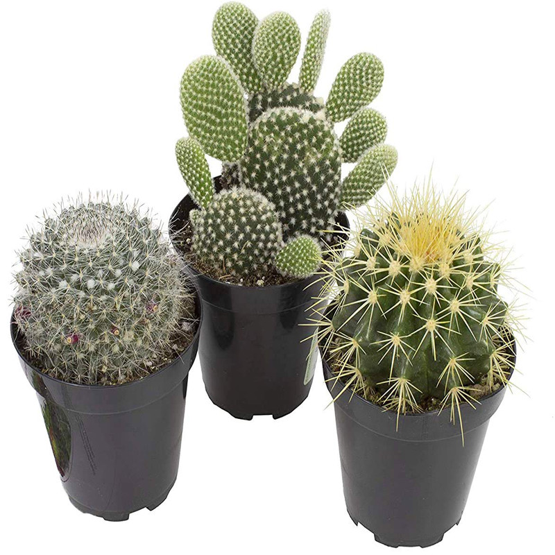 Altman Plants Assorted Cactus Plants Live Succulents 3 Pack Live Cactus Plant