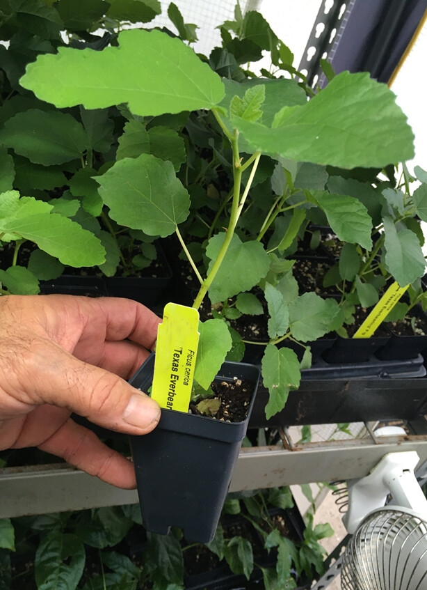 Texas Everbearing Fig – Ficus Carica – Live Plant