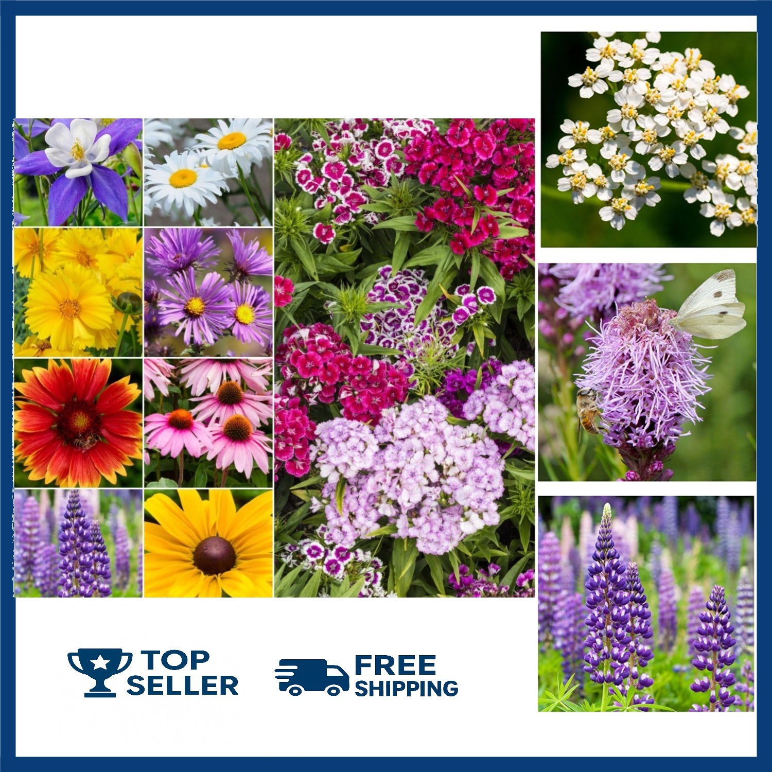 Bulk Perennial Wildflower Seeds Mix – 30,000+ Non-GMO Seeds for Stunning Gardens