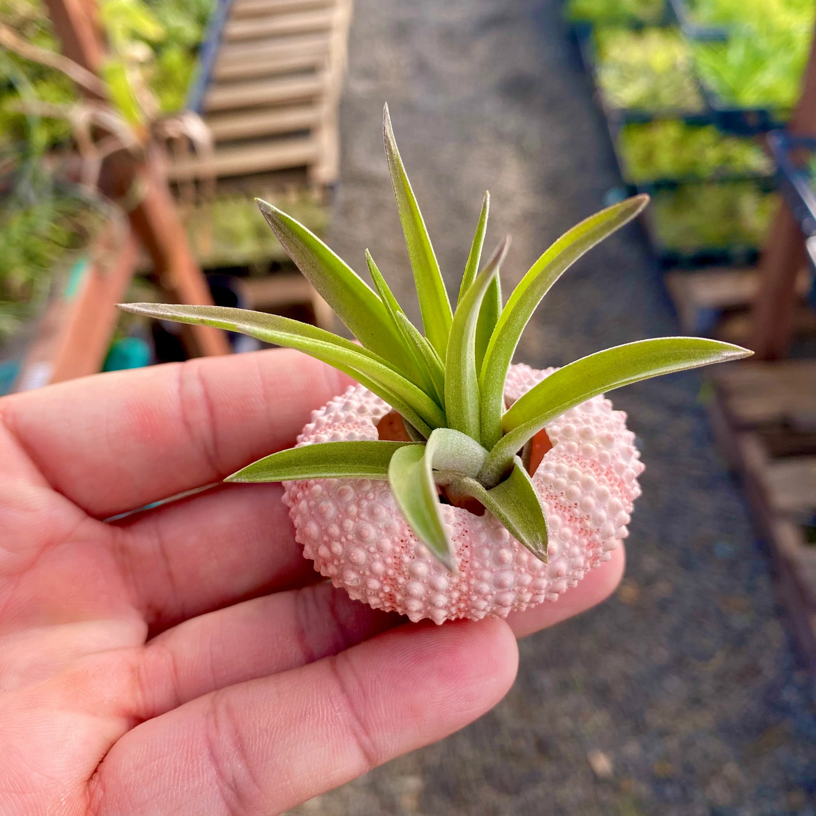 3 Pack Pink/White Urchin Shells + Air Plants