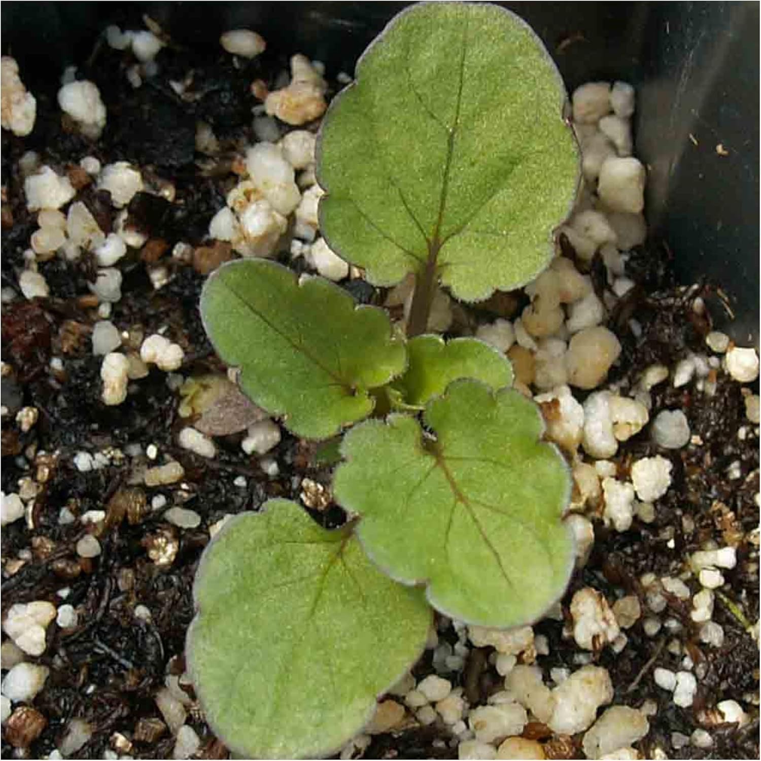 King Henry Viola Seeds – 600 Heirloom Seeds for Planting Viola cornuta – Dark…
