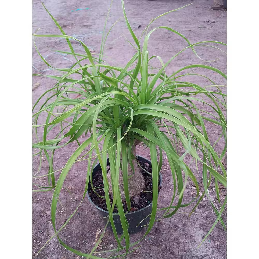 Ponytail Palm-Live Plant in an 8 Inch Pot-Beaucarnea Recurvata-Beautiful Clean A