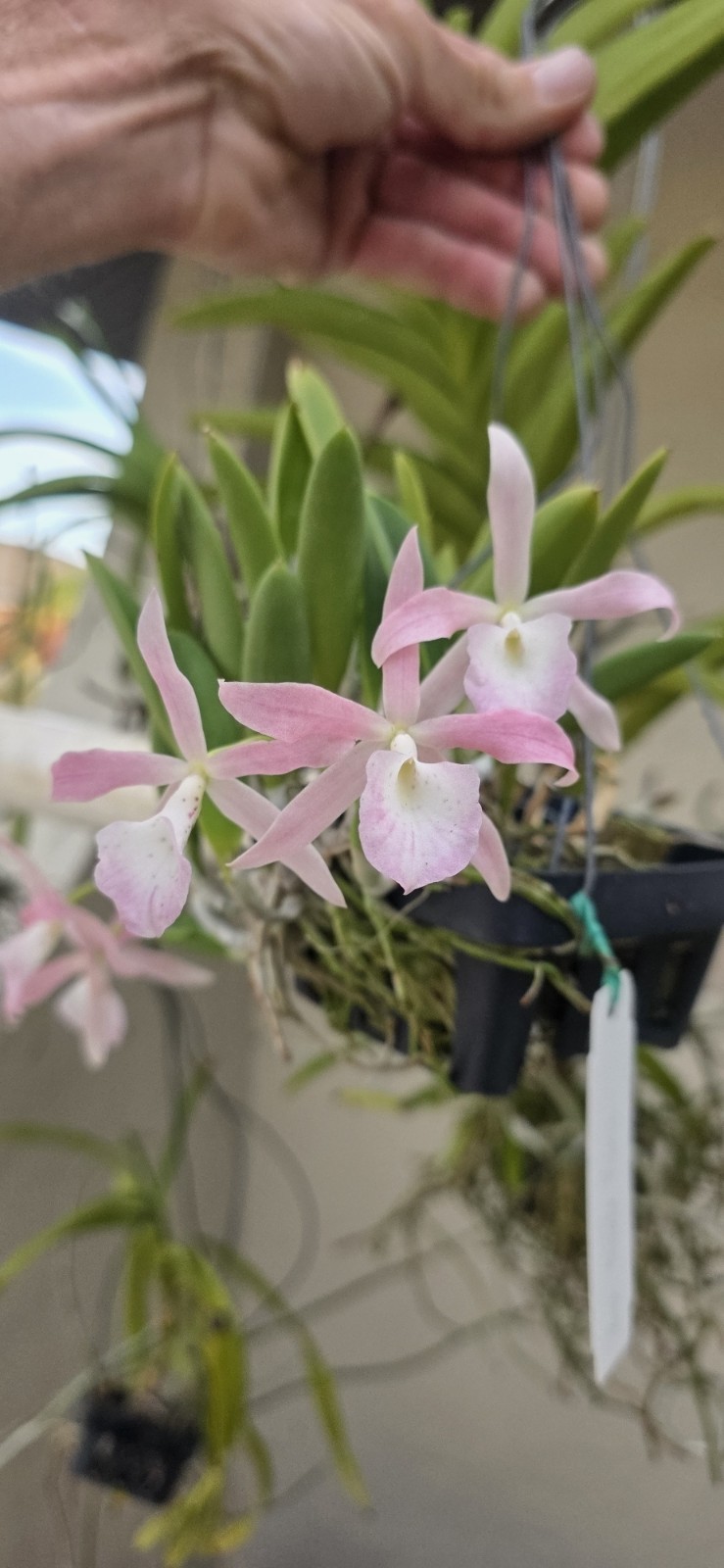 Bc. Donald Prince(C.brevipedunculata x B.nododsa) in Flower