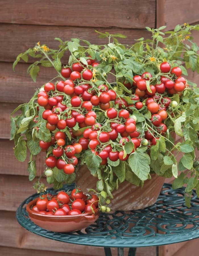 – 40+ Seeds Indoor Dwarf Tomato Year-Round – Vegetable Red