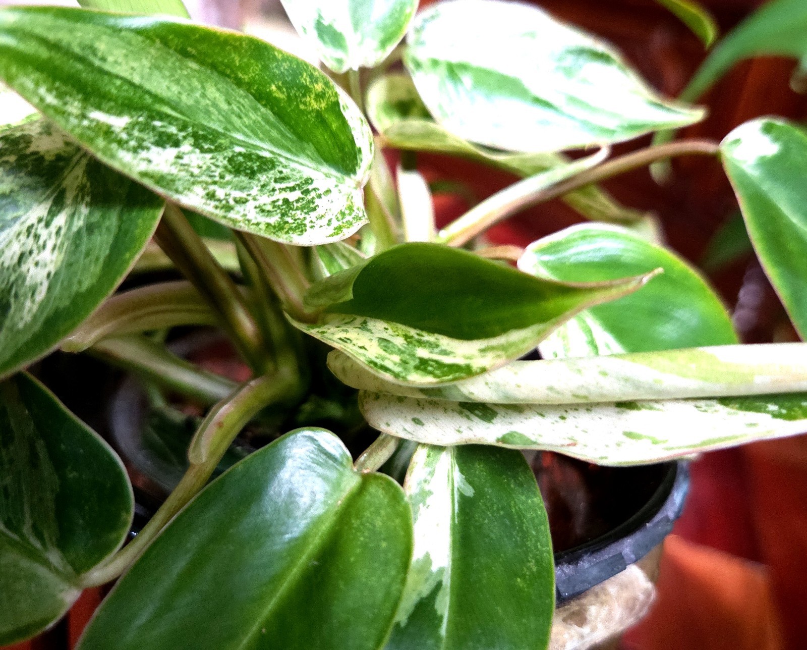 Rare Philodendron Emerald Ice King Clump 11″ Tall Not Monstera Anthurium