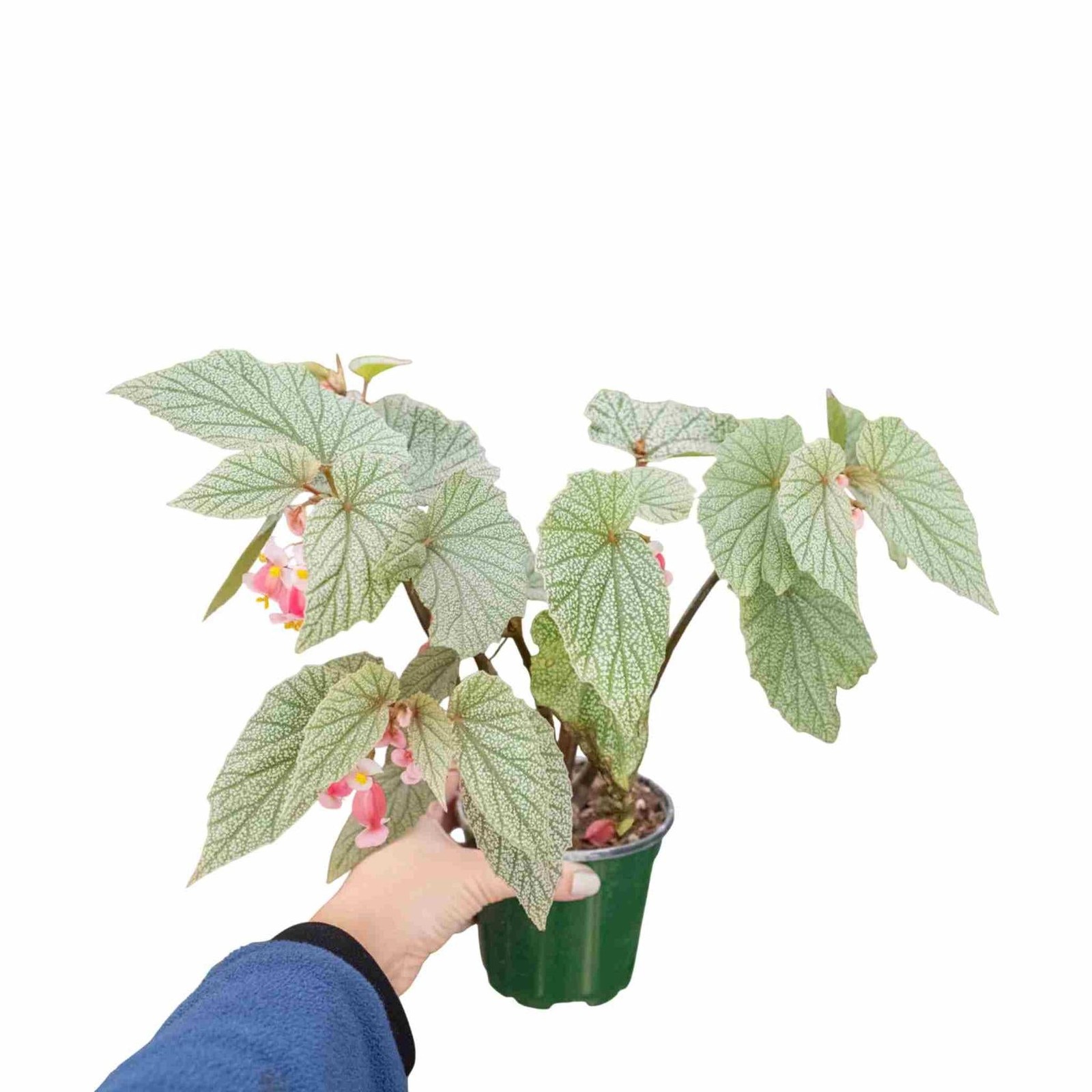 Angel Wing Begonia Frosty Indoor Live Plant Polka Dot Foliage Easy Care