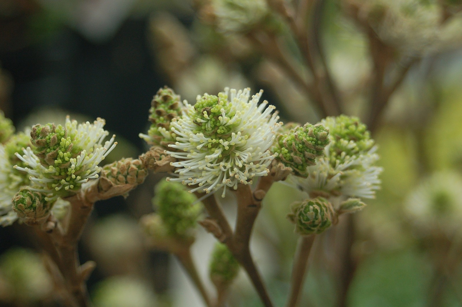Green Promise Farms Fothergilla Major Mt. Airy Fothergilla Shrub White Flowers