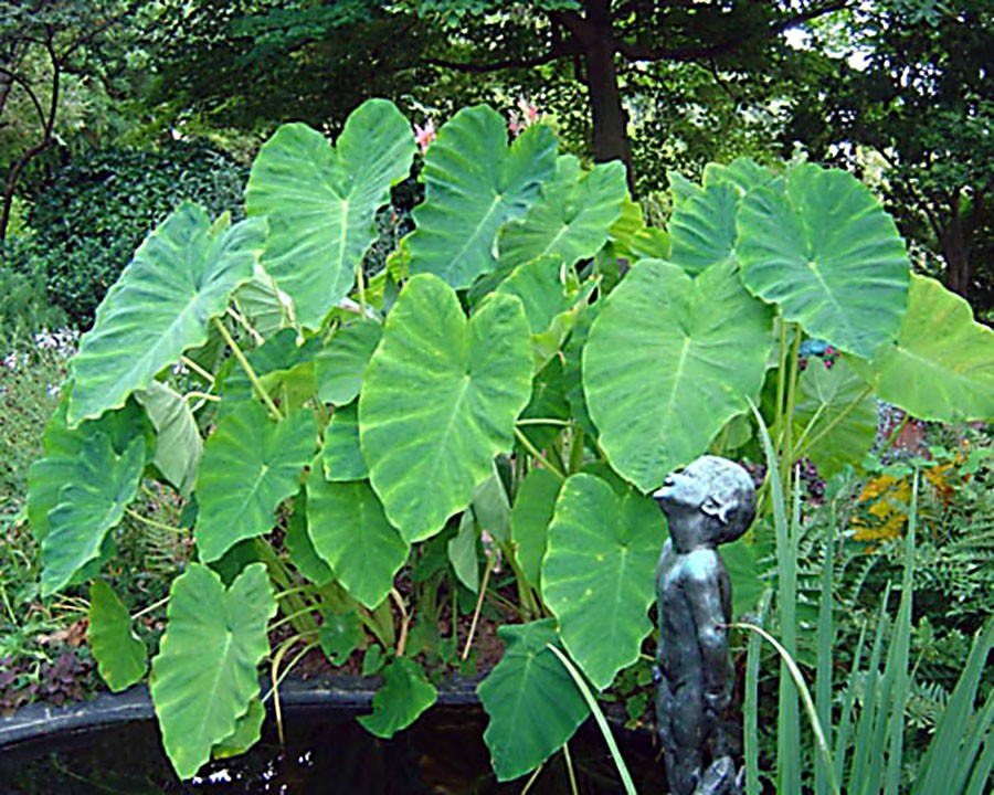 5-Pack * Elephant Ear Bulbs * Grow a Tropical Garden! – FREE SHIPPING –