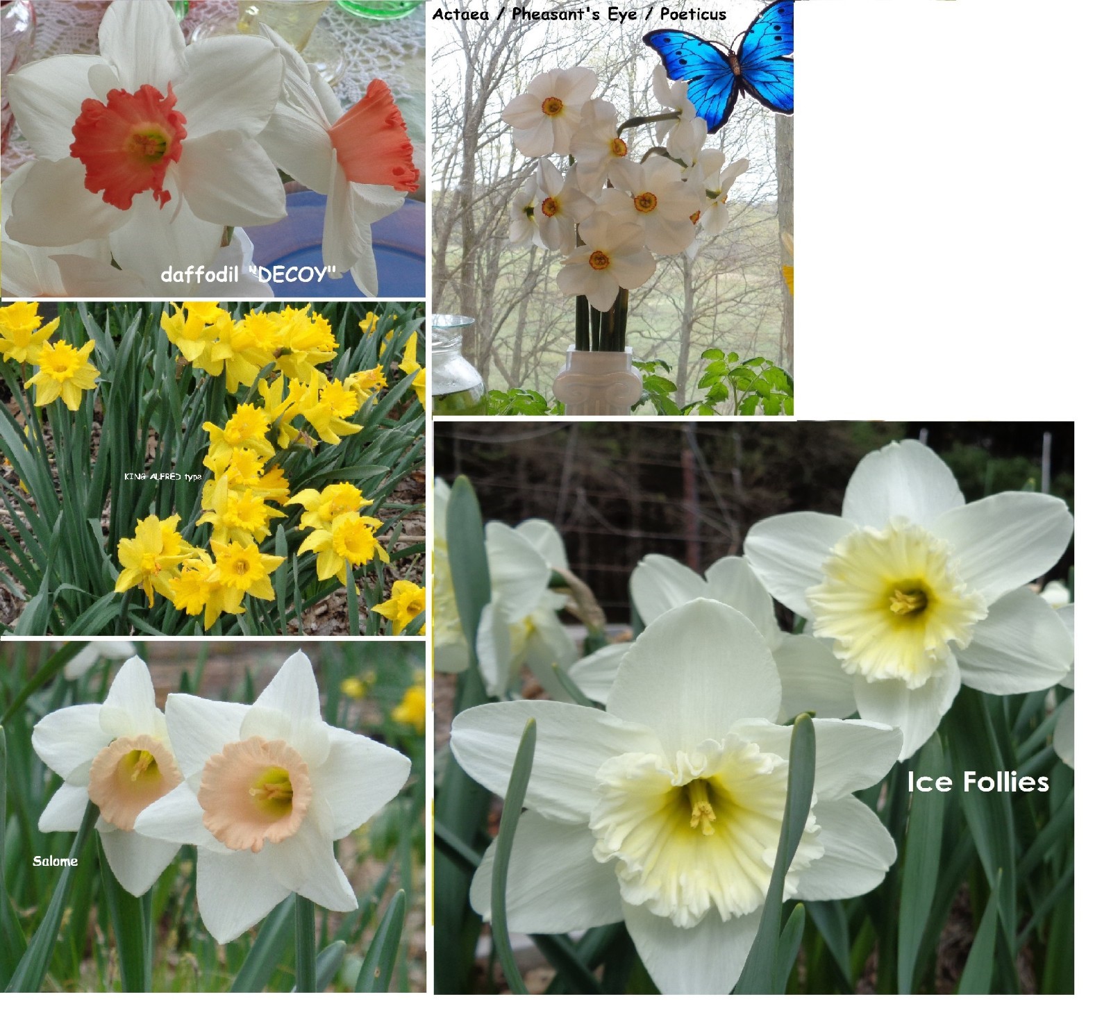 93 DAFFODIL BULBS 5 or 6 kinds Narcissus Pink White Yellow FromMyGarden*Pls READ