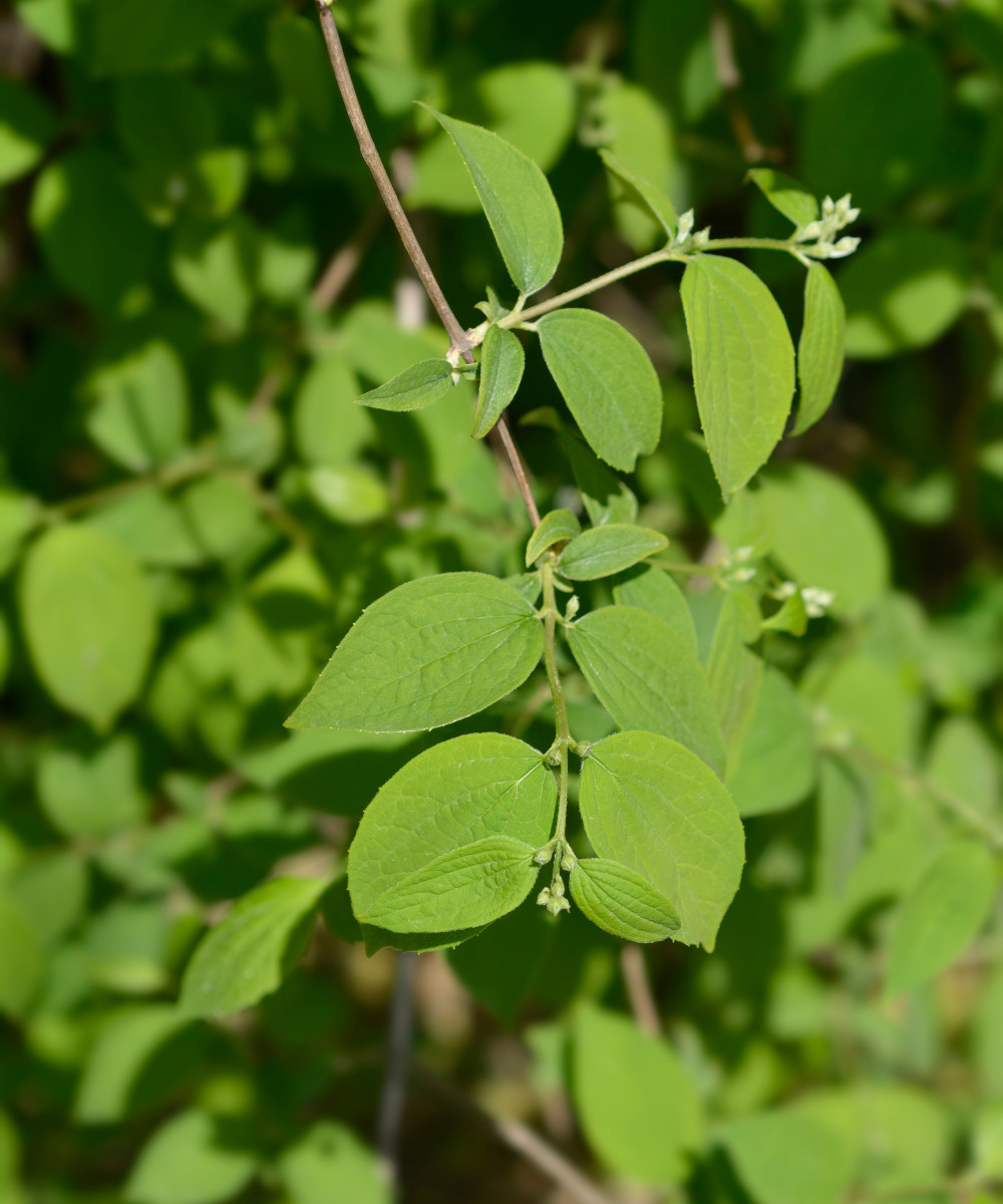10 Sweet Mock Orange Fresh Unrooted Cuttings for Rooting