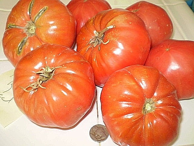 Franks Large Red heirloom tomato seeds non-gmo open pollinated ONE OF MY BEST!