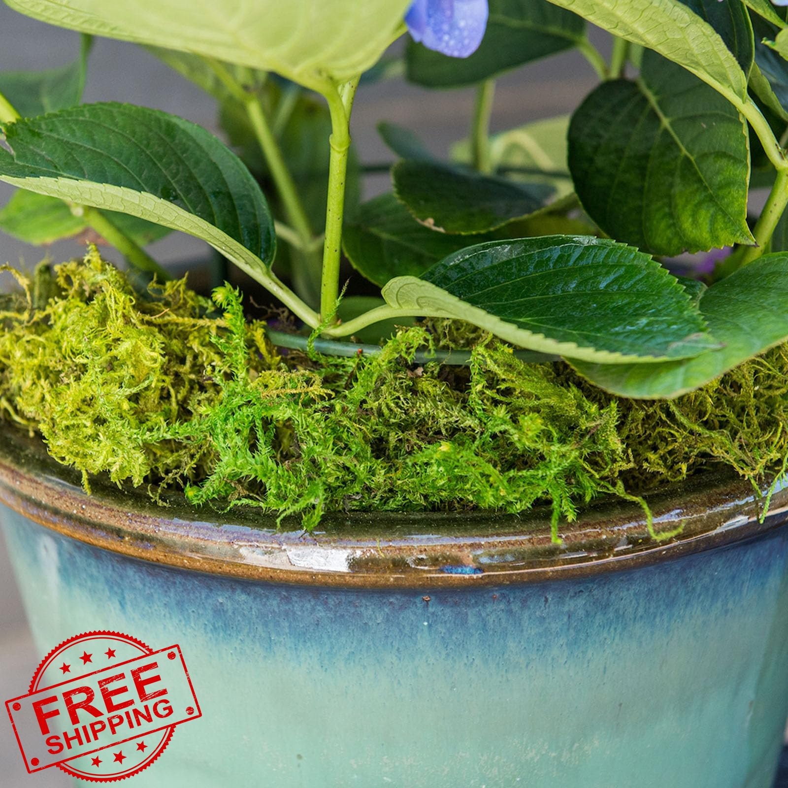 SuperMoss Forest Moss Preserved Green 120 cu in