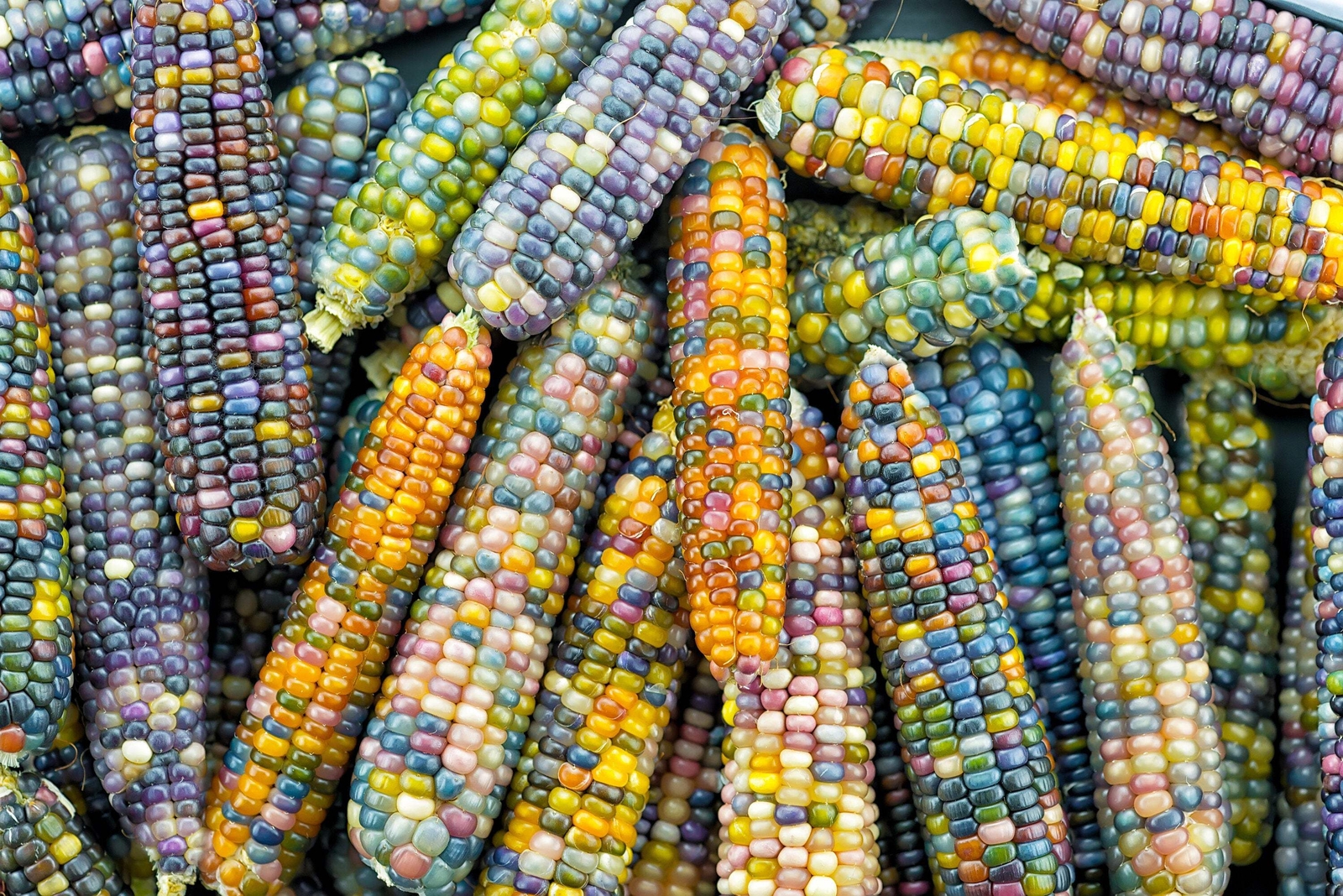 30 GLASS GEM CORN Mixed Colors Ornamental Edible Zea Mays Heirloom Veggie Seeds