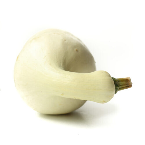 25+ Cushaw Squash Seeds for Garden Planting – USA – FREE SHIPPING!