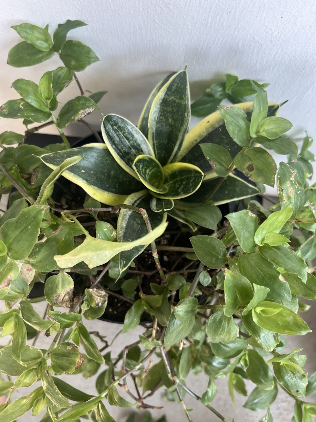 Houseplants- Combo ( Snake Plant, Tradescantia Plant, Syngonium )- 6.5 In