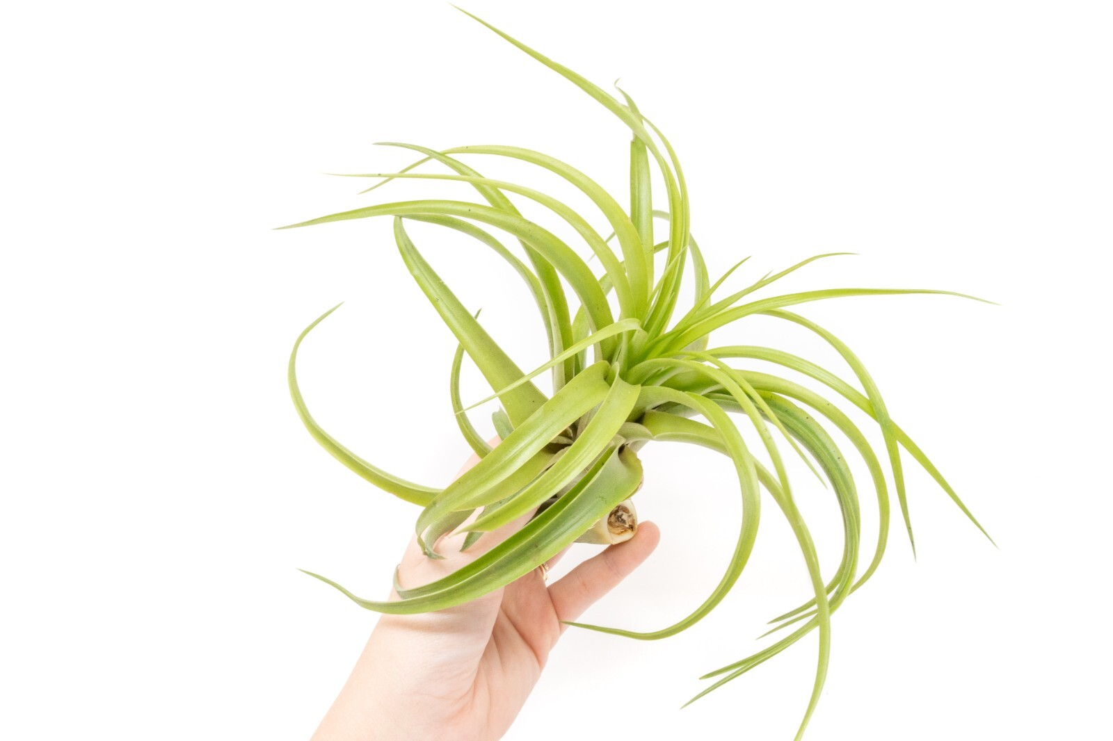 XL Tillandsia Abdita Brachycaulos-Wholesale Bulk-Easy Care Indoor/Outdoor Plants