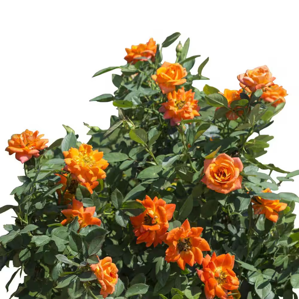 2 Gal. Sunblaze Amber Rose with Peach Flowers