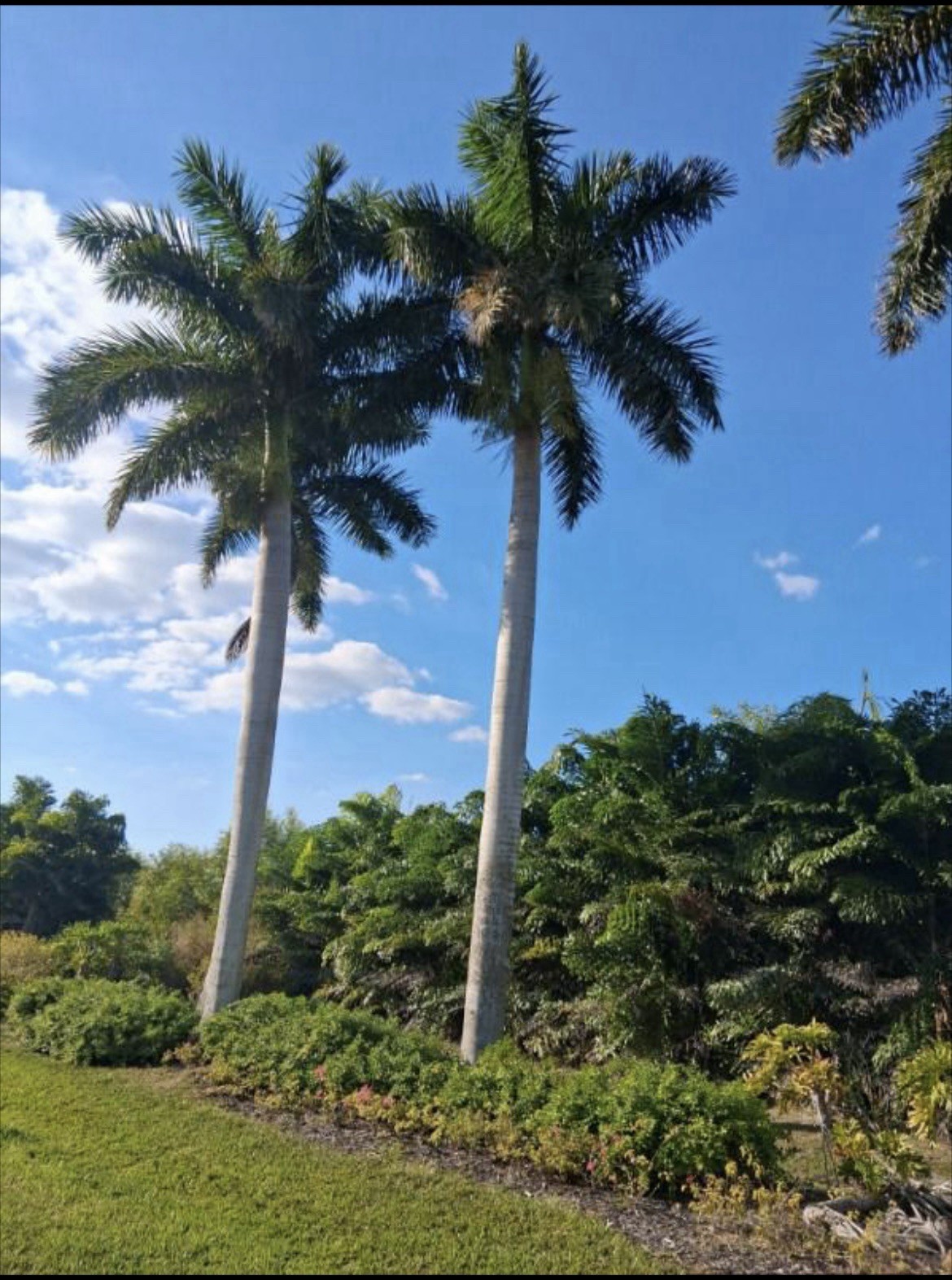 Cuban Royal Palm Seedlings 6 to 9 Inch. ships bare root