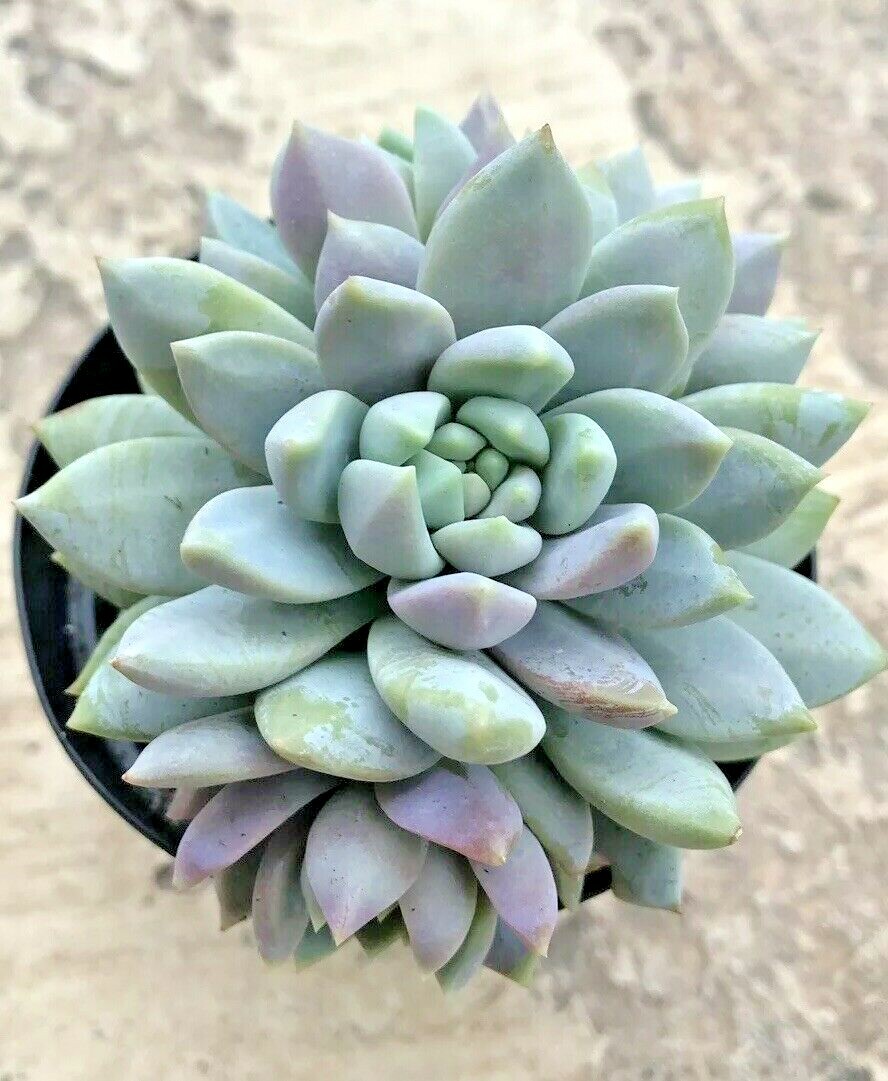 Sedeveria Lilac Mist, Comes in a 2.5” Pot