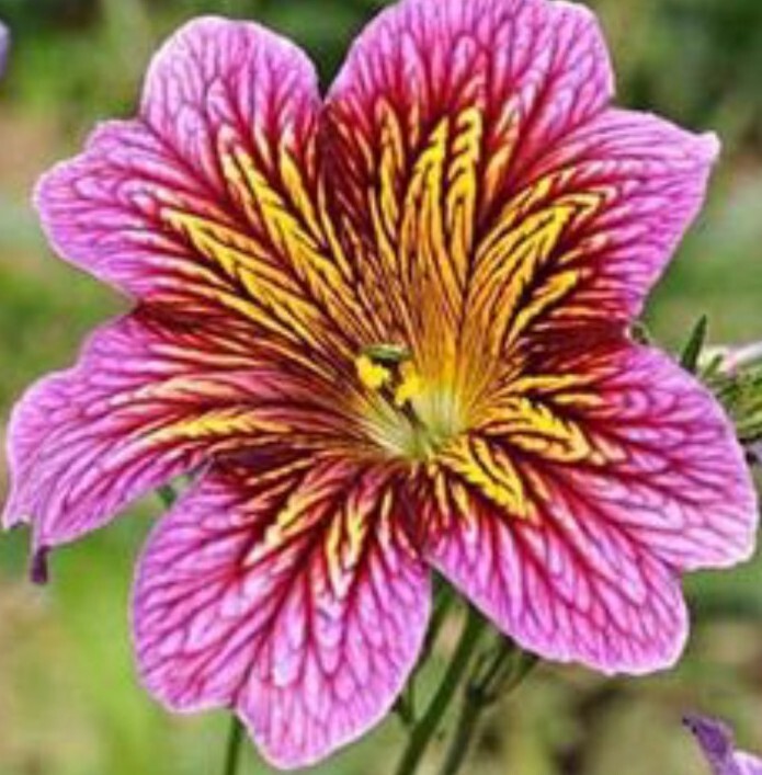 50+ Salpiglossis Mix seeds