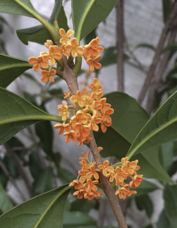 APRICOT ECHO Fragrant Tea Sweet Olive Osmanthus fragrans~~ Rooted Starter Plant