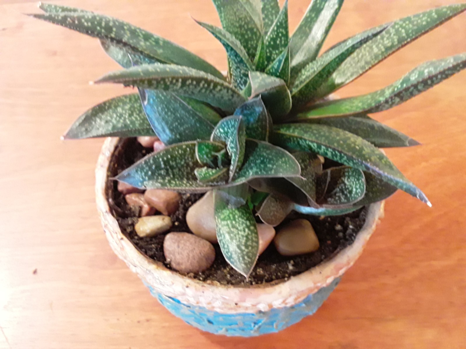Tiger Aloe Potted Plant in 4″×3″ Crafted Container, Rooted & Healthy Succulent