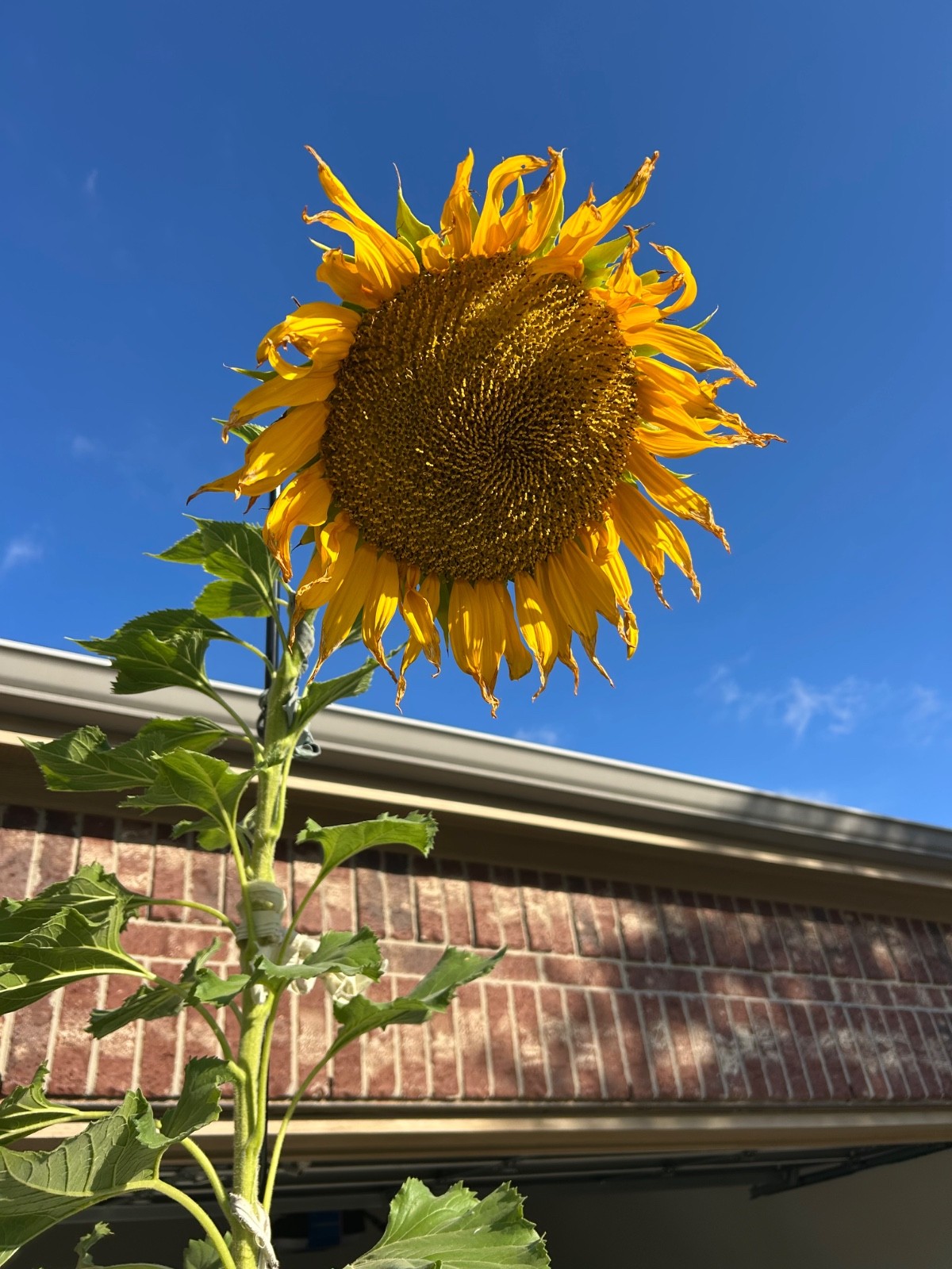 30+ Giant Titan Sunflower Seeds Extra Large Heads Big Fat Seeds