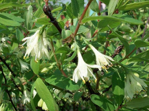 Lonicera caerulea var. edulis | Fly or Blue Honeysuckle | 10 Seeds