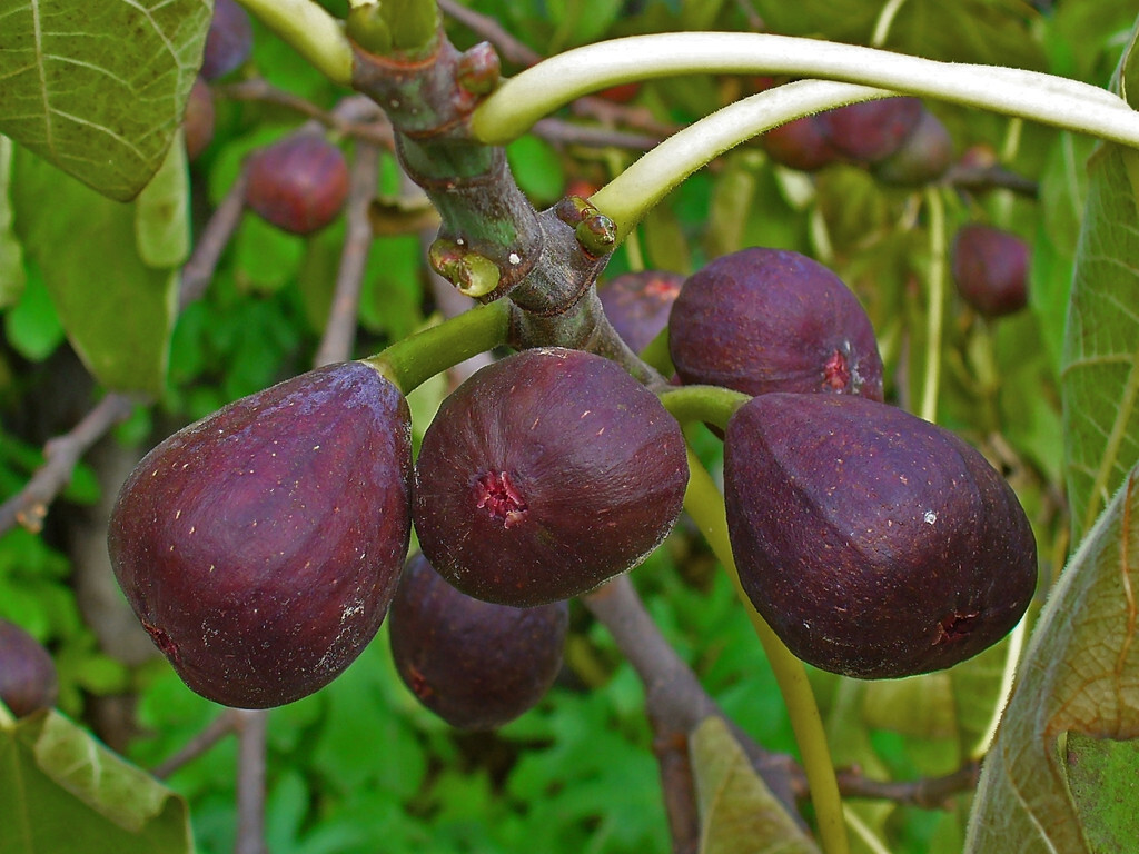 Fig Tree Seeds – Ficus carica Sweet Fruit Shrub, US Seller Mai’s Family