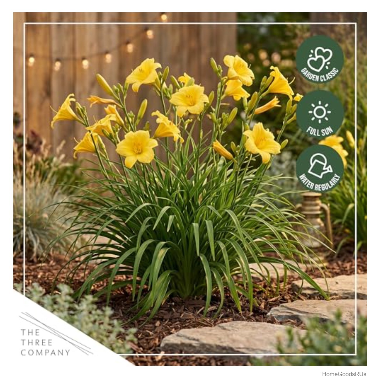 Yellow Daylily Live Perennial Plant 12 Inch Tall Full Sun to Partial Shade