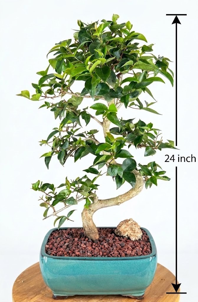 Flowering Crape Myrtle Bonsai Tree Live Plant Curved 22 Yr Old 24 In Ceramic Pot