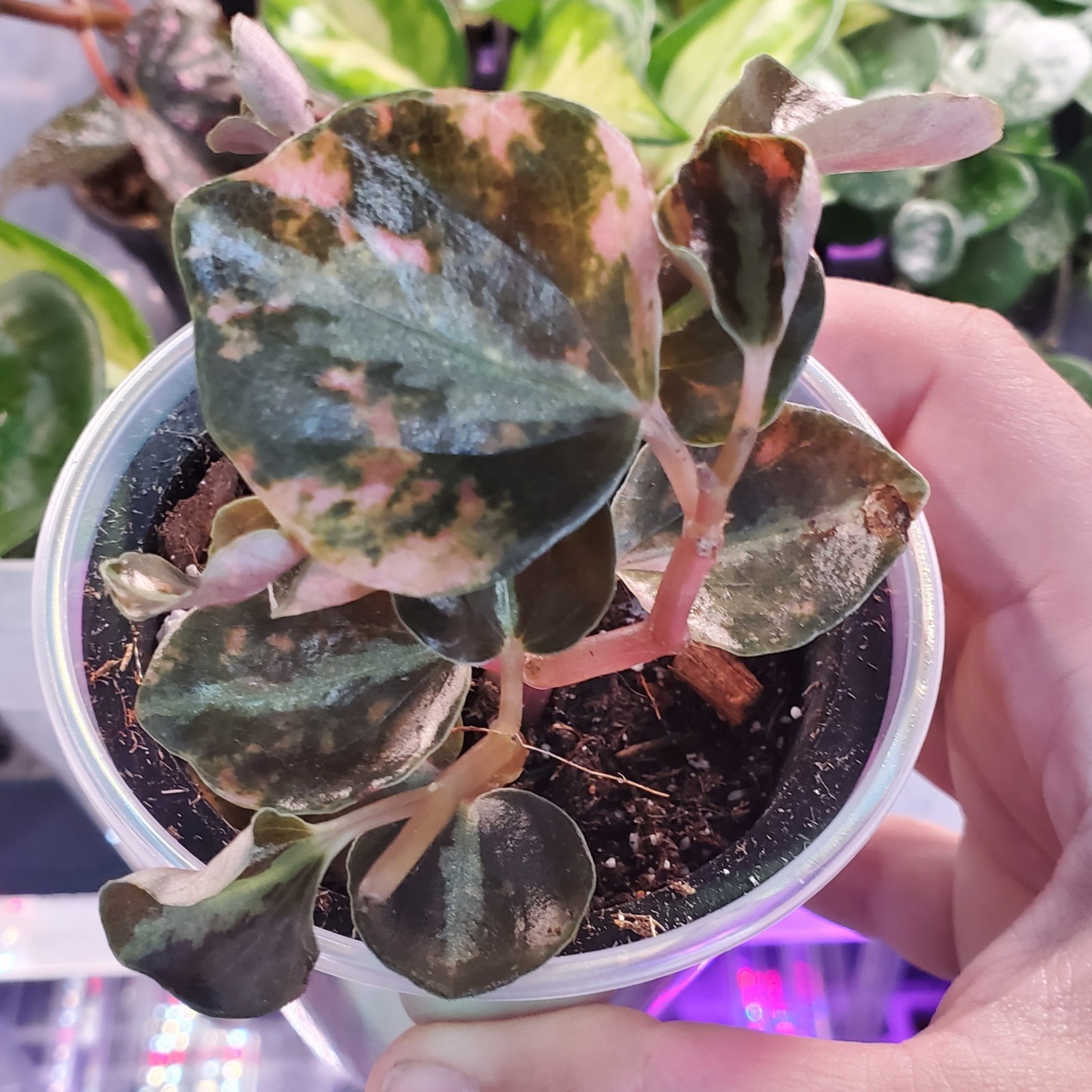 Peperomia Creme Brulee Metallic Orange Houseplant 3″ pot