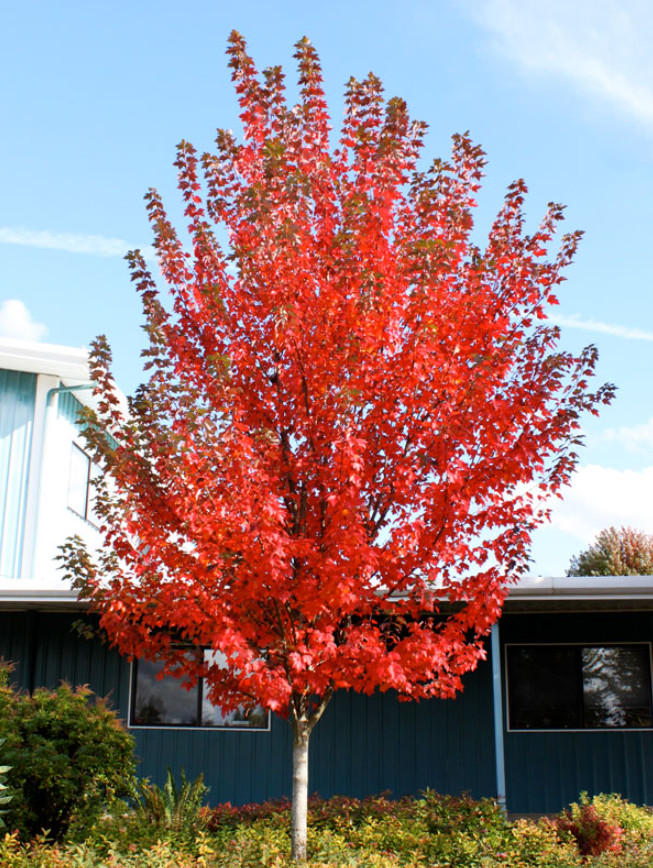 Sun Valley Maple Tree – Live Red Maple in Gallon Pot (2–4′ Tall)