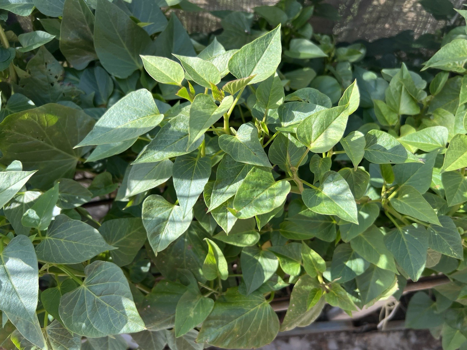 20 Sweet Potato Slips With Roots Assorted Colors Ready To Plant