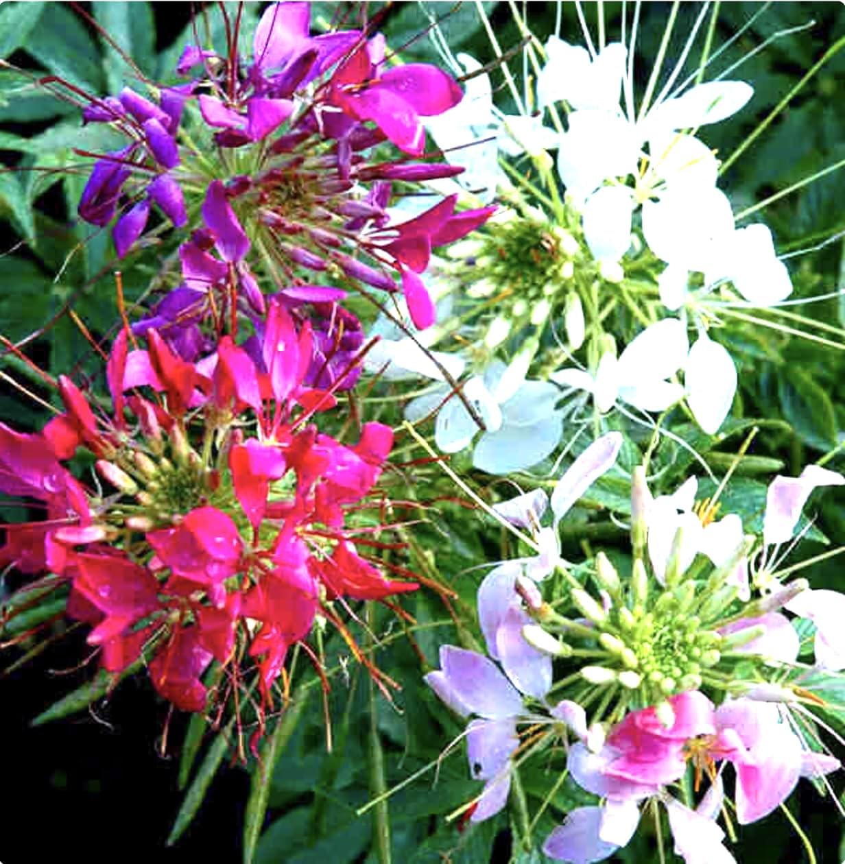 Mixed Cleome – Spider Plants – Nectar Flower for Monarch Butterflies – multi