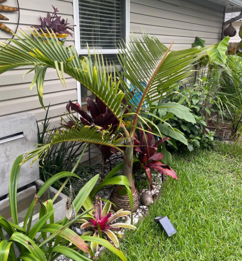 Live Bottle Palm (Single) Plant – 3 Gal – Tropical Ornamental Palm