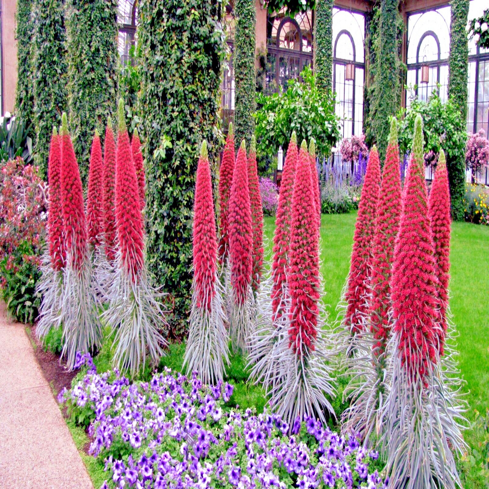 20 TOWER OF JEWELS SEEDS (Echium Wildpretii) Hummingbird Garden Flower Plant