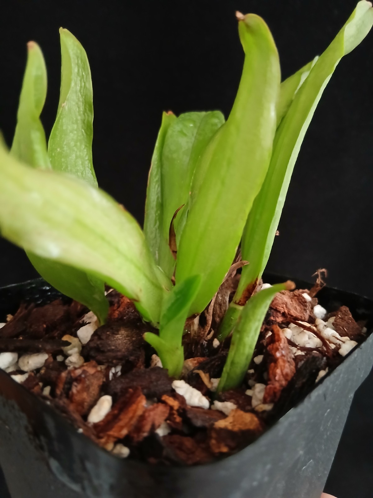 RARE CATTLEYA ARAGUAIENSIS ORCHID SPECIES FRAGRANT