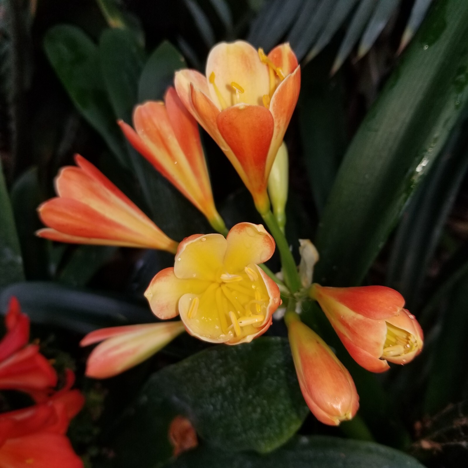 6 Mixed Clivia 3 leaf seedlings