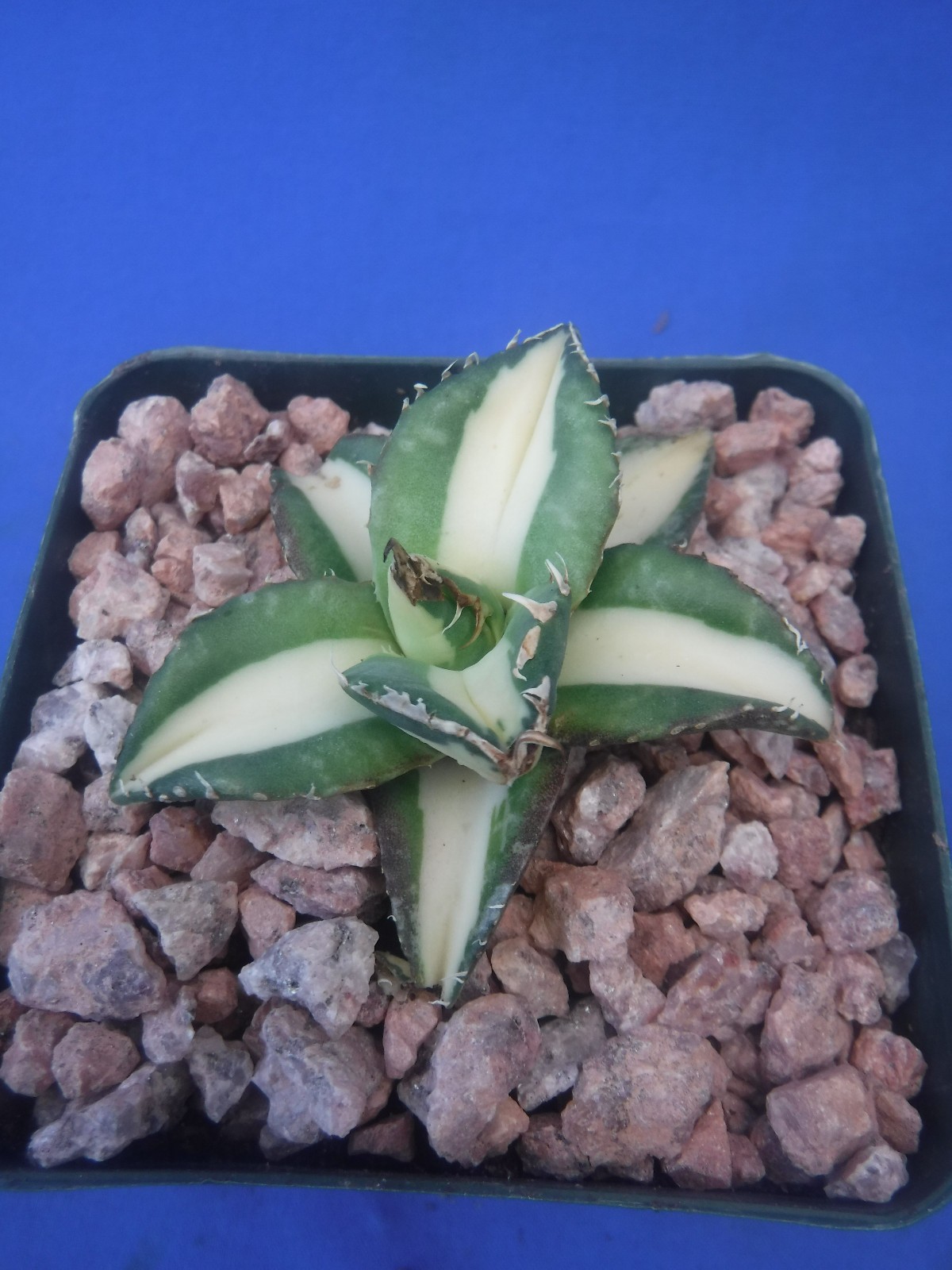 Agave titanota “Sabertooth Tiger” Cousin of “Snaggle Tooth” VARIEGATED 2″-3″ Wd