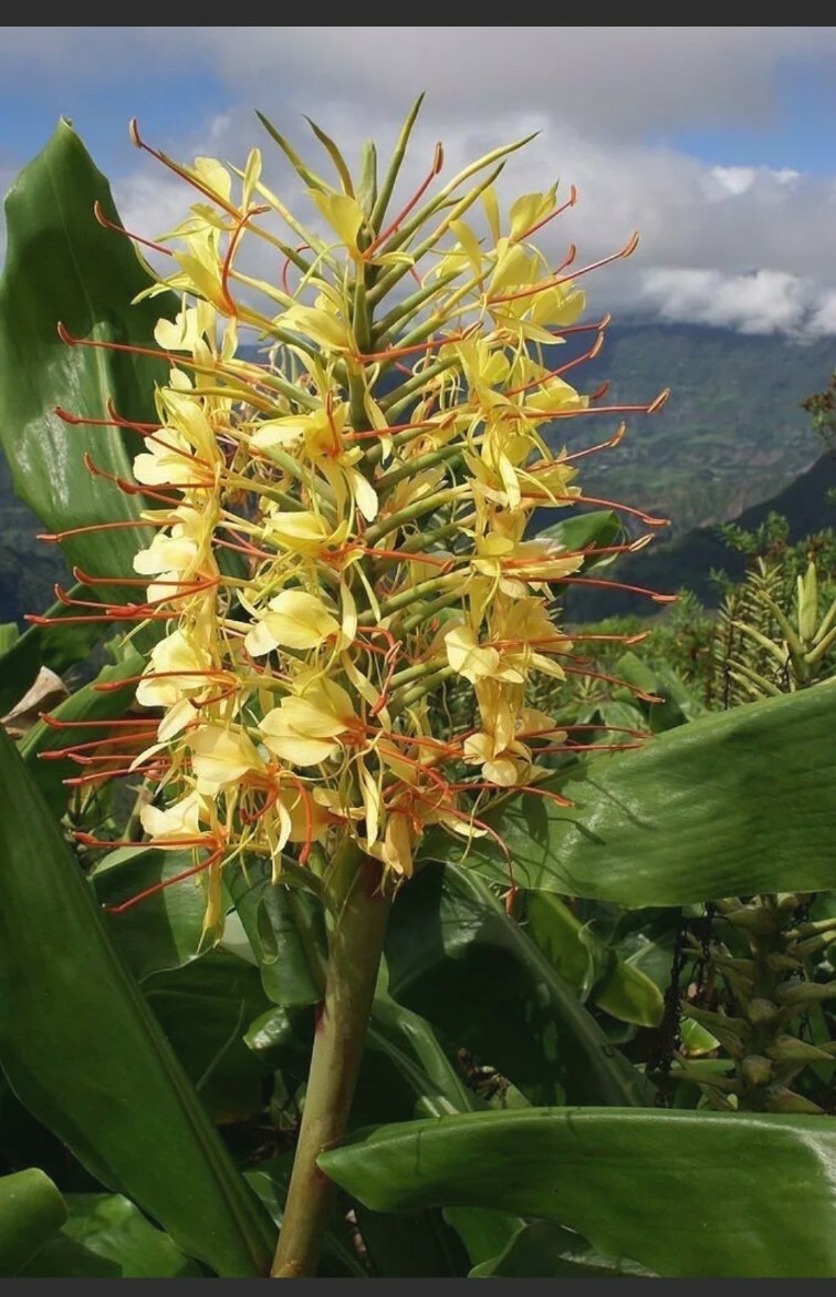 HAWAIIAN KAHILI YELLOW GINGER HEDYCHIUM GARDNERIANUM ROOTS & PLANTS