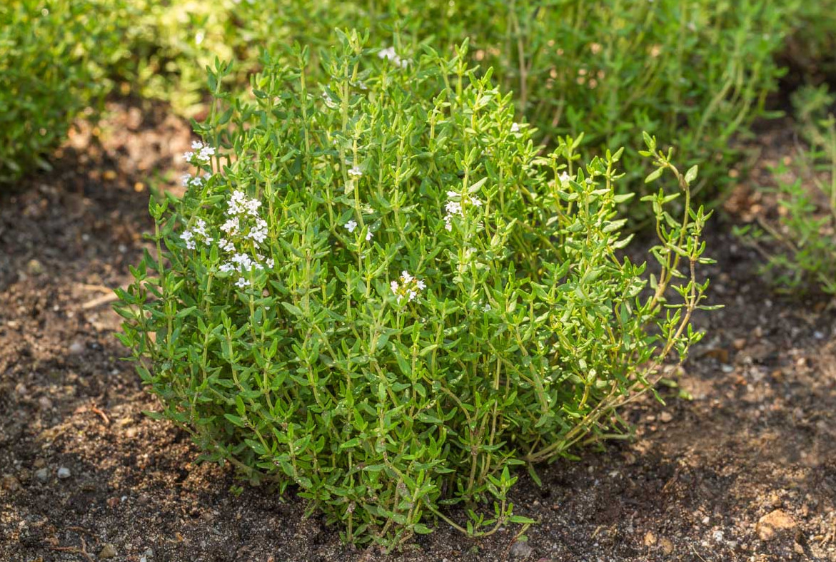 English Thyme Live Plant – 4″ Pot – Fragrant Culinary Herb