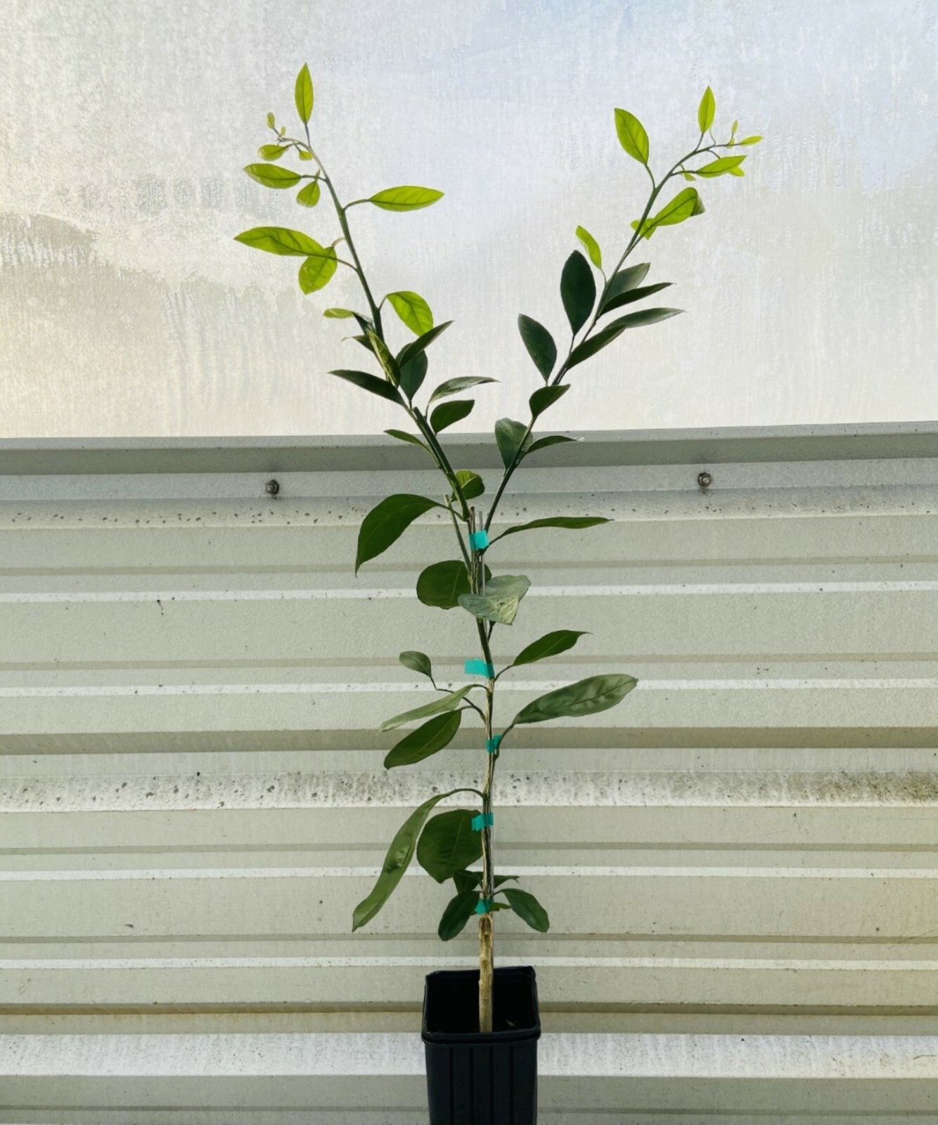 California only!! W. Murcott Semi-Dwarf Mandarin Tree 24-36 inches tall grafted
