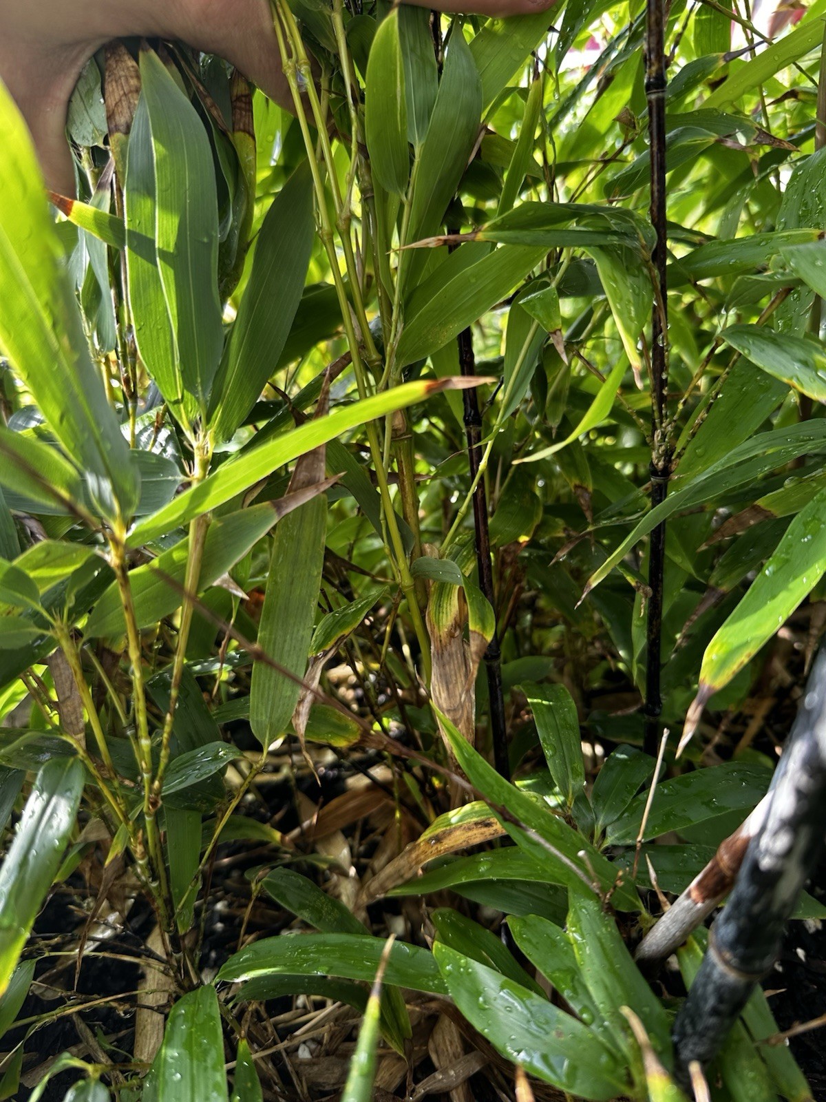Black Bamboo Plant Cutting 12–24” Established Root Running Bamboo Fast Grow