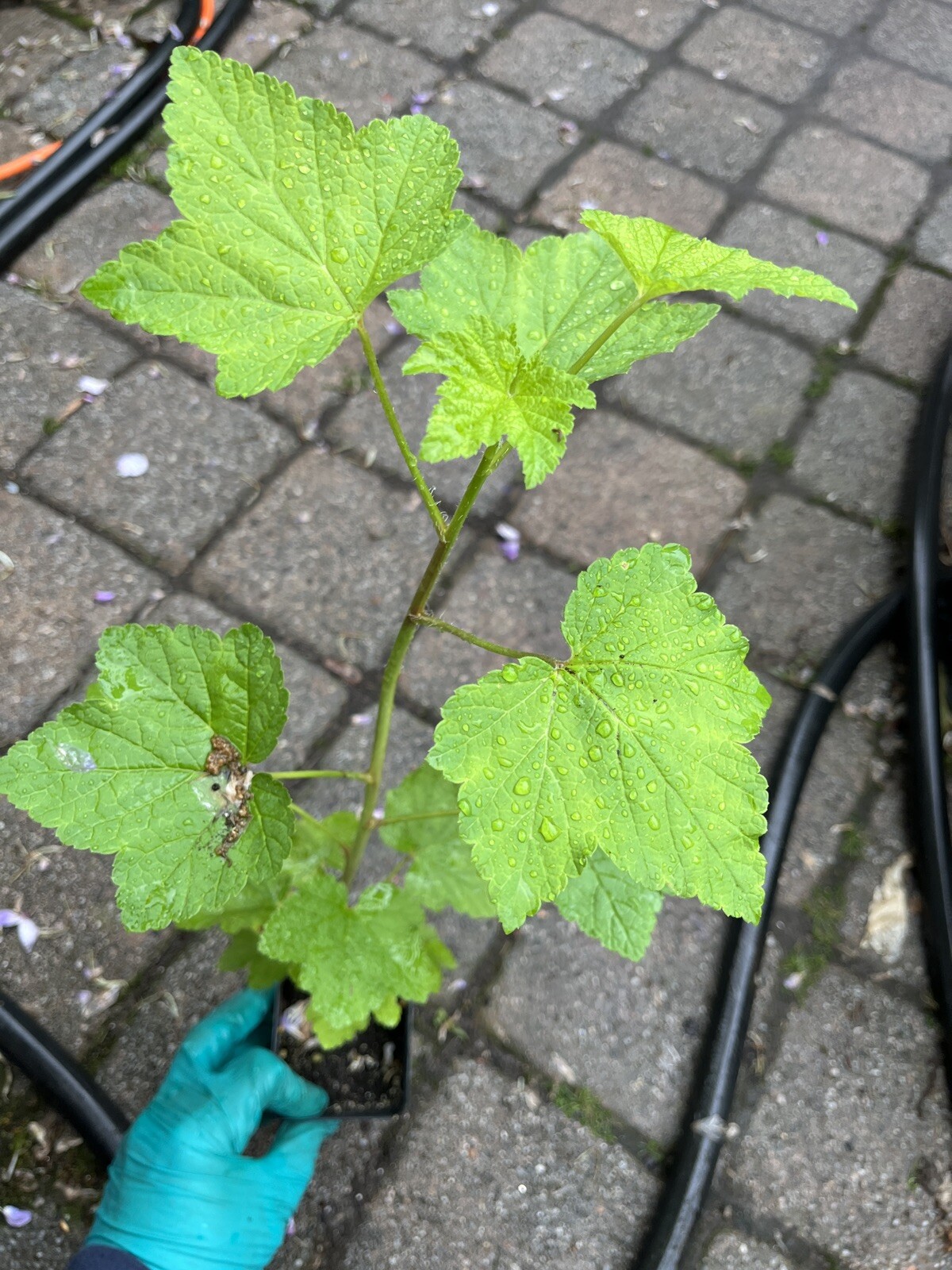 Tartran Red Currant Rooted plant, 12-18″ tall, 1 year old